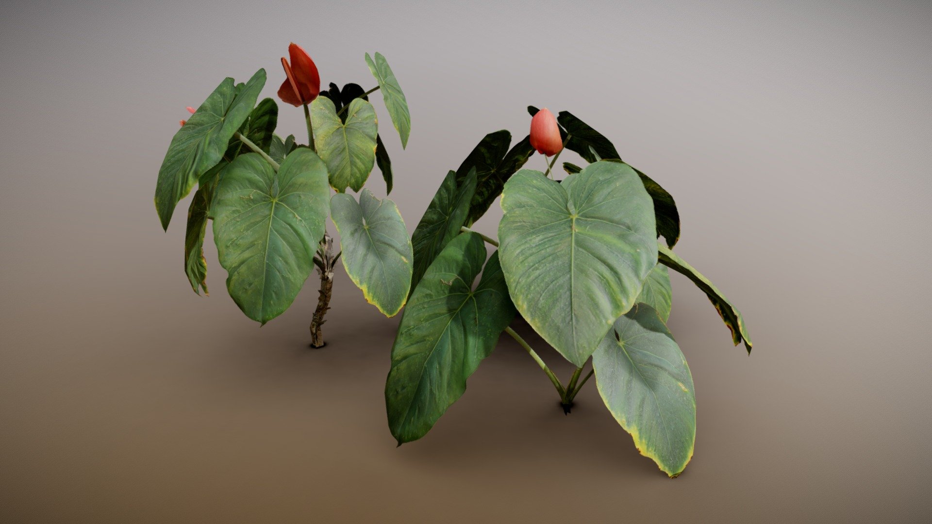 Anthurium Plant 3d model