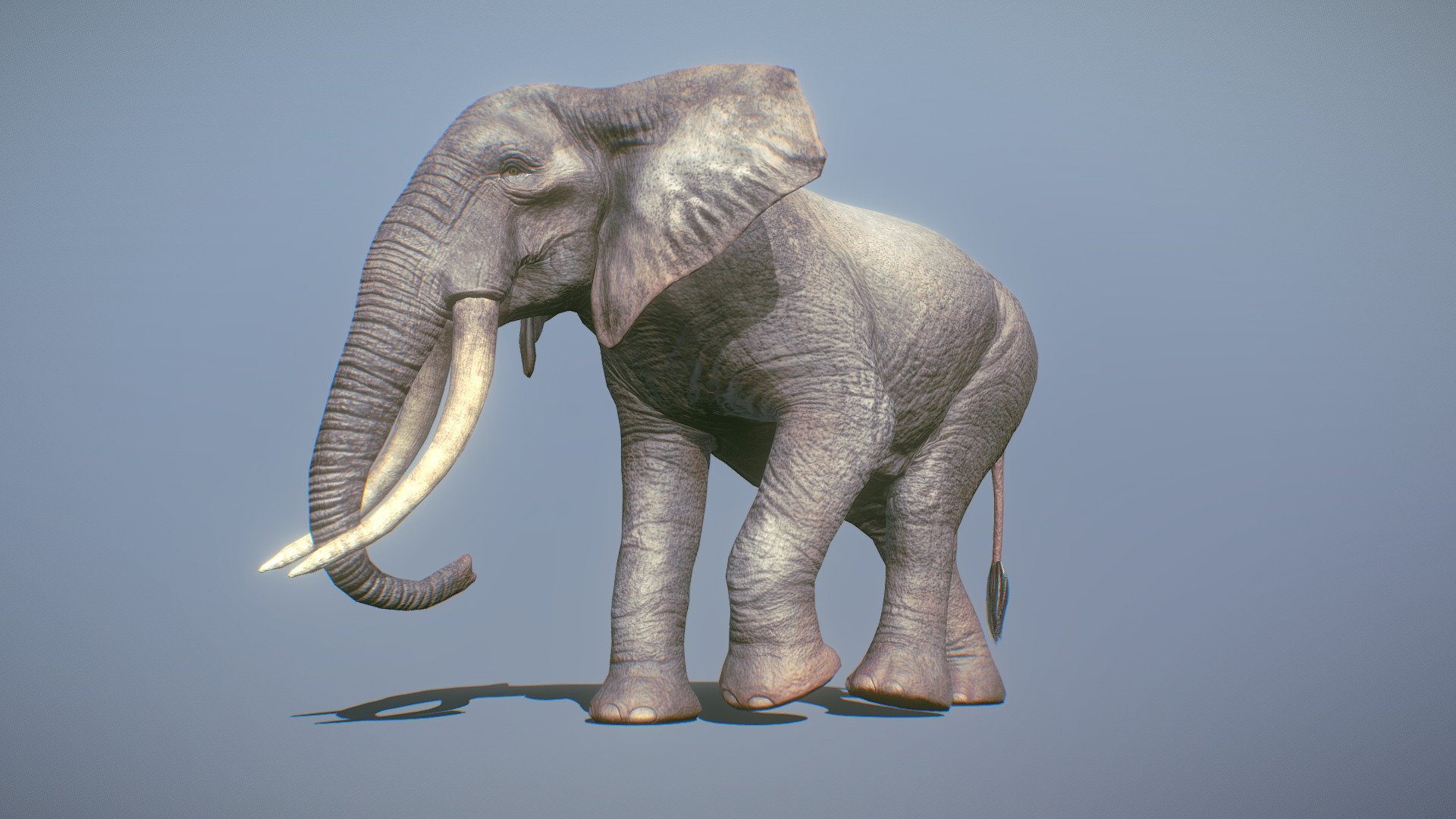 Elephant Baby To Adult 3d model