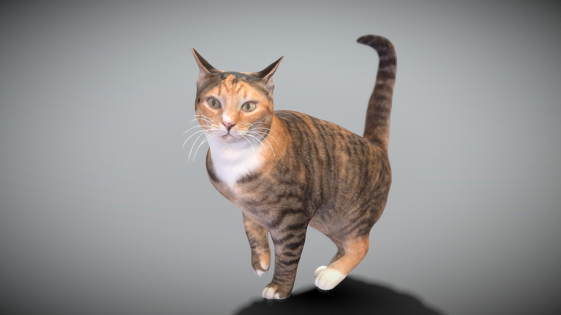 Cat 25 3d model