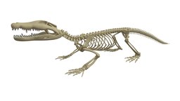 Crocodile Skeleton