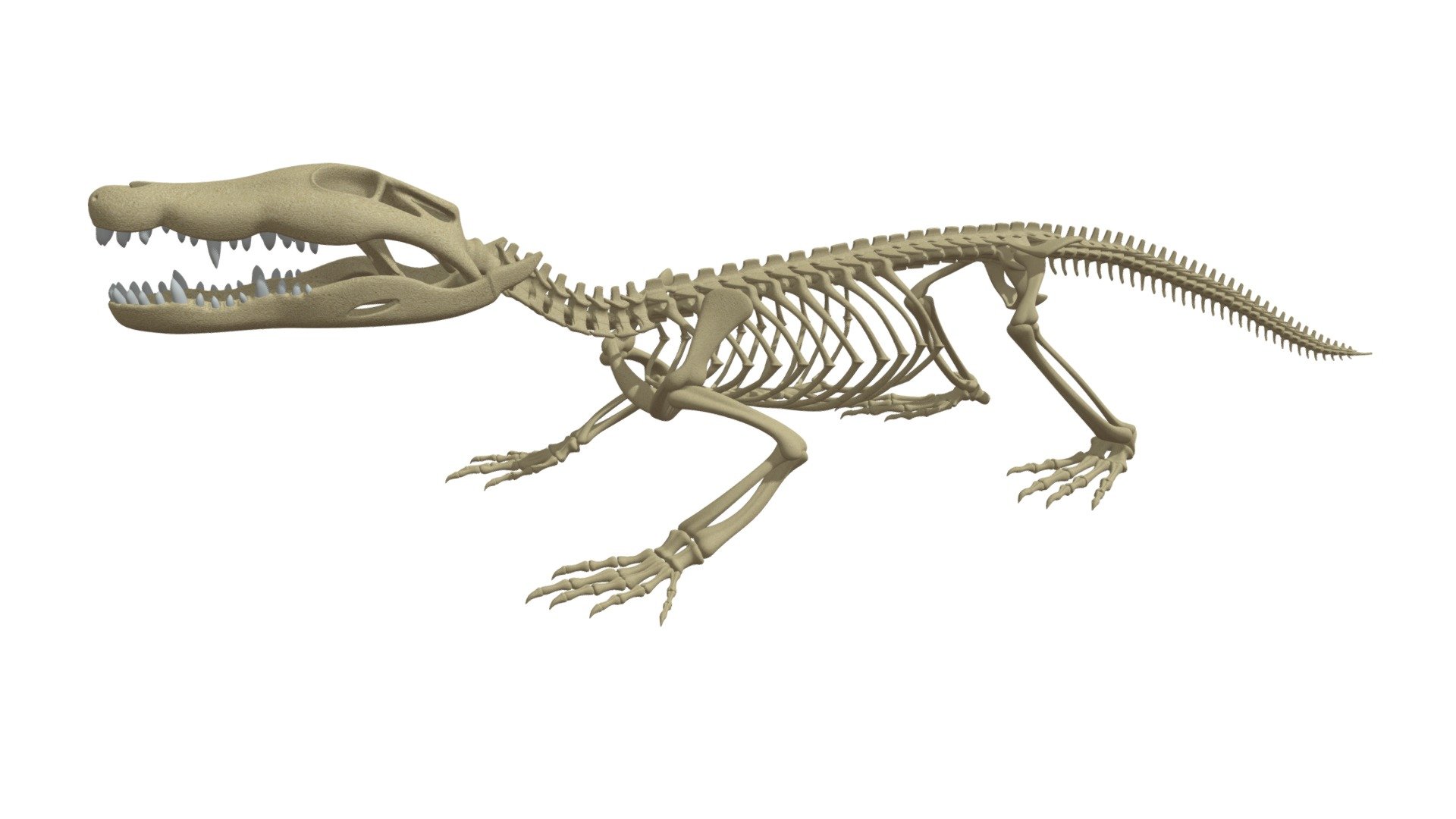 Crocodile Skeleton 3d model