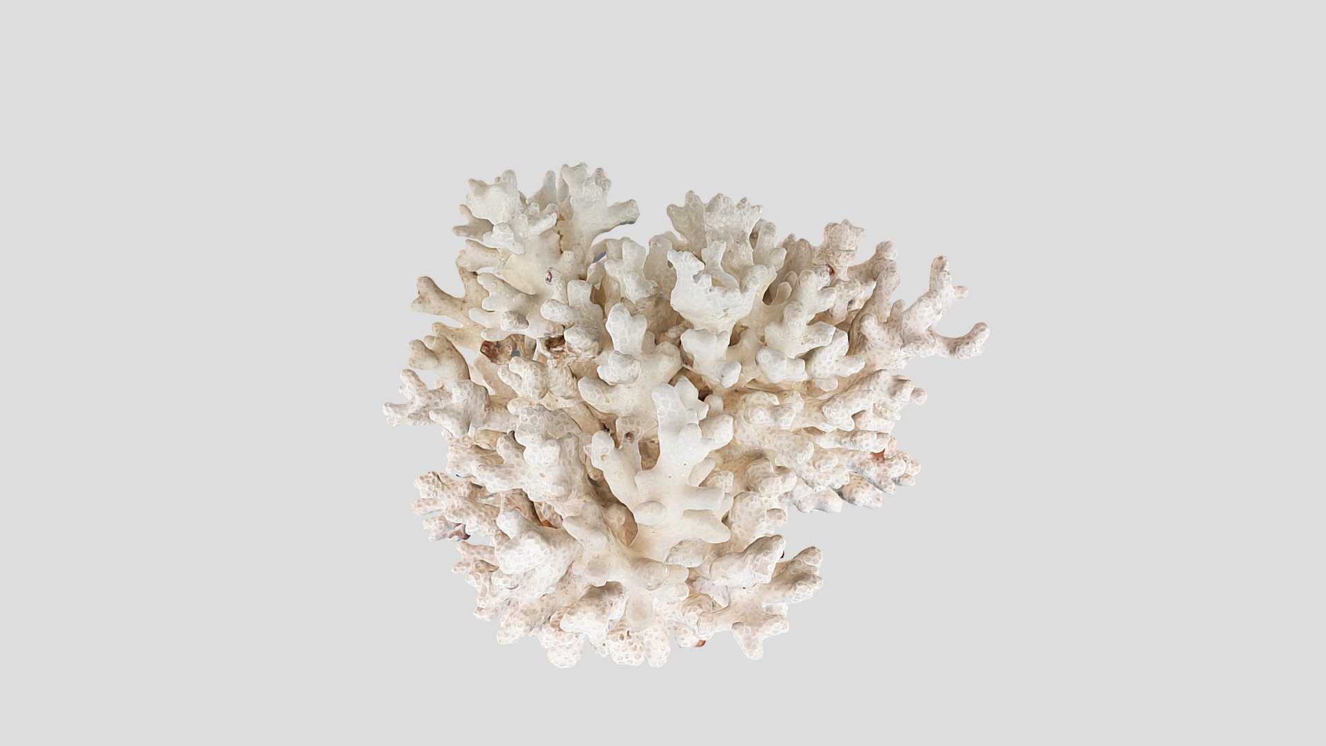 Pocillopora acuta/damicornis 3d model