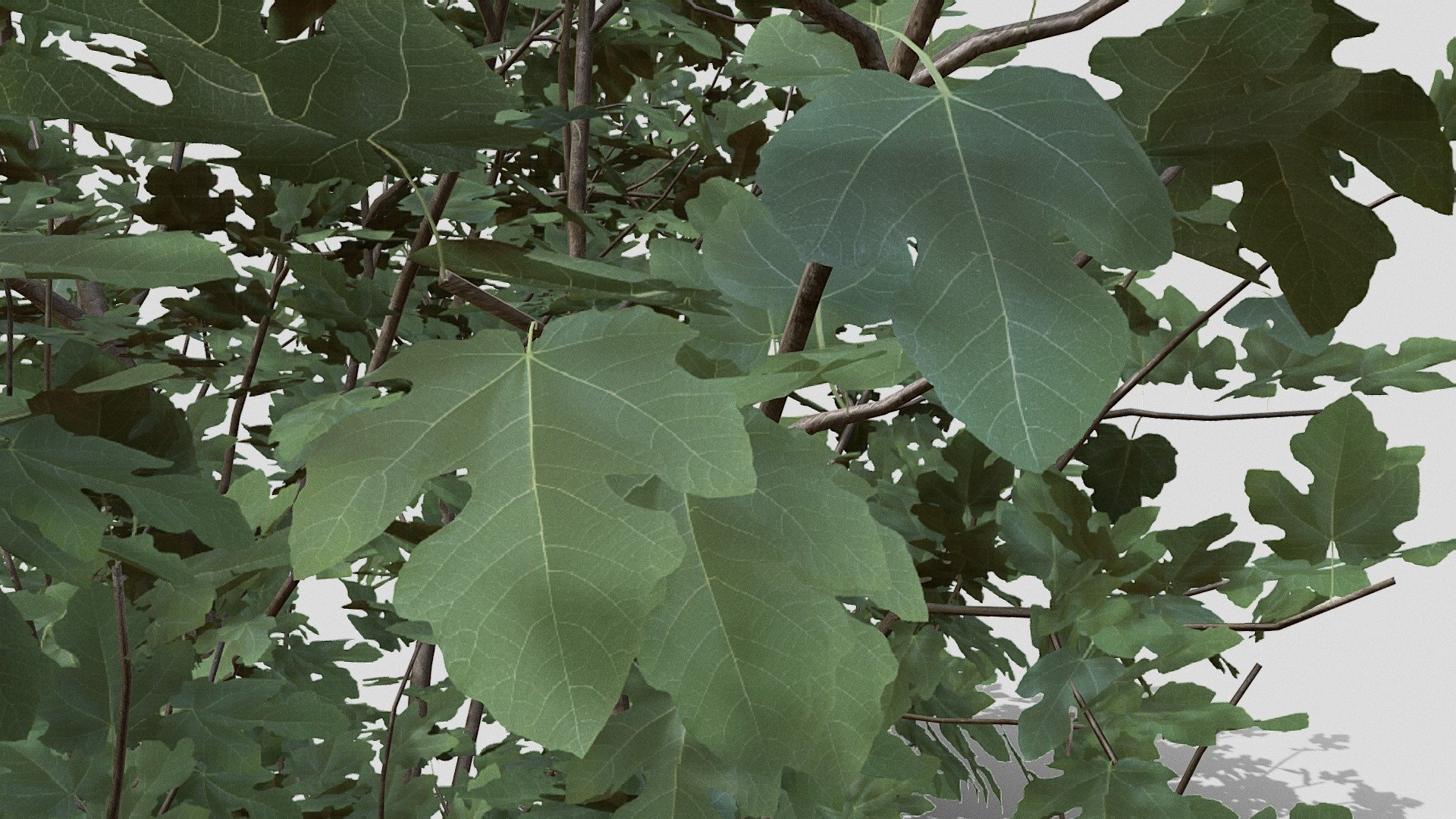 Fig Tree 3d model