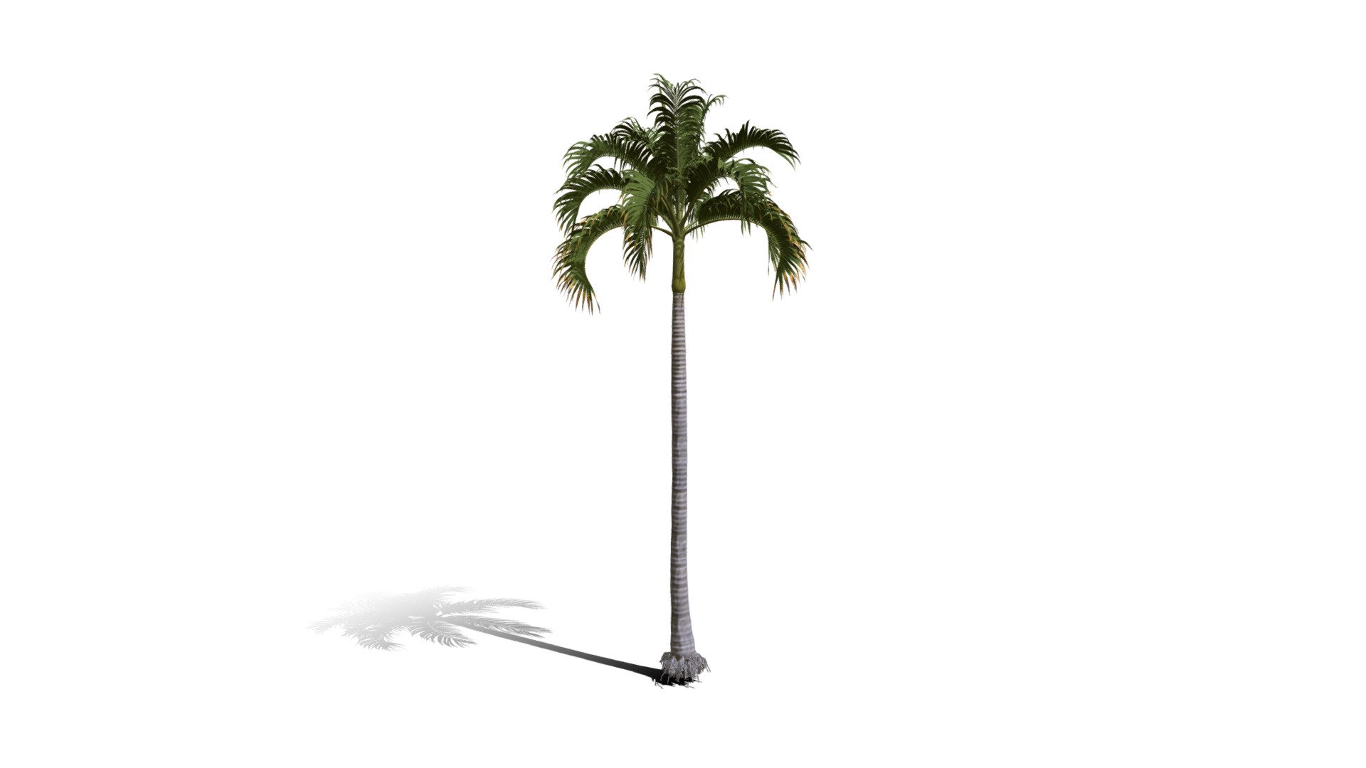 Realistic HD Christmas palm (5/35) 3d model