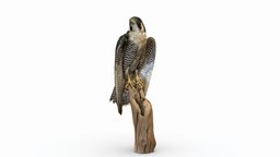 Peregrine Falcon