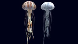 Compass Jellyfish