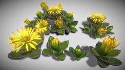 Flower Faucaria Tigrina