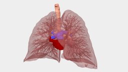 Hilum: lungs, trachea, bronchi, pulmonary system