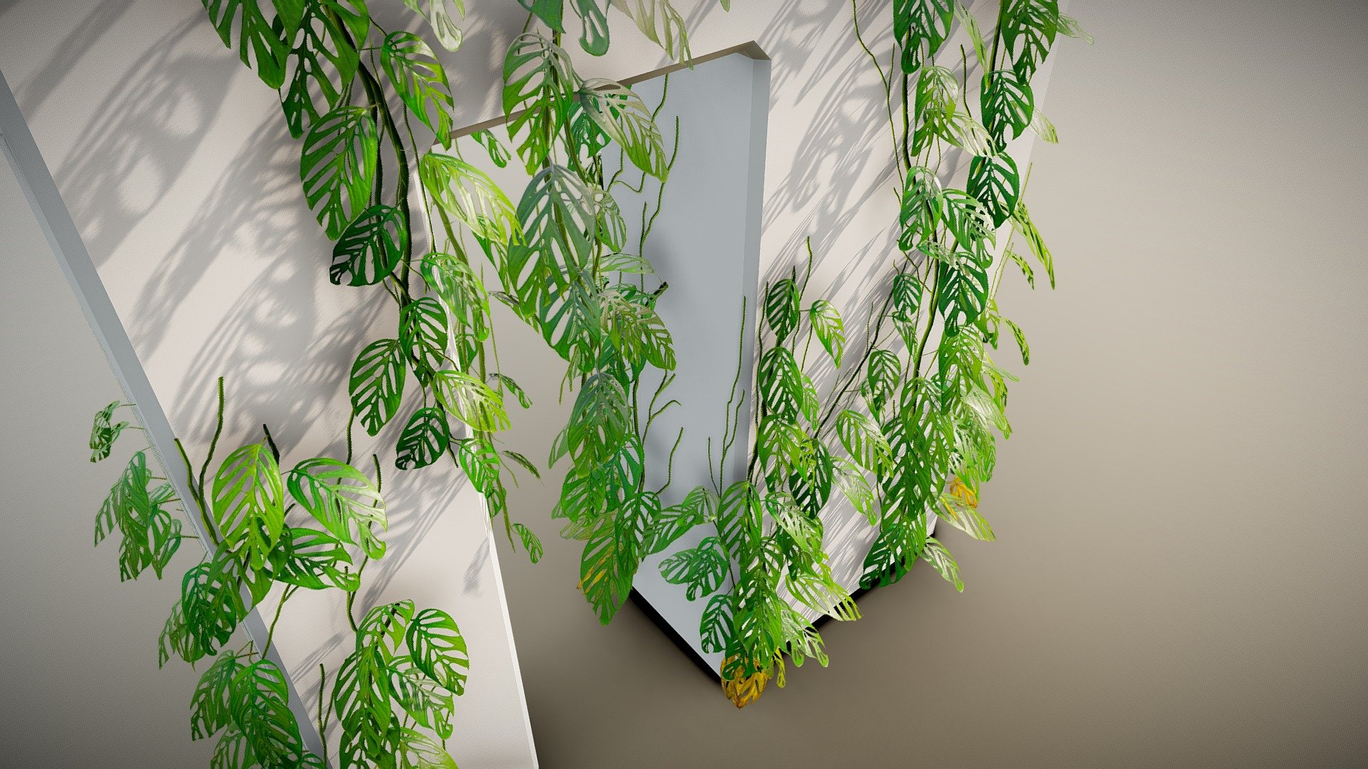 Monstera Obliqua Plant 3d model