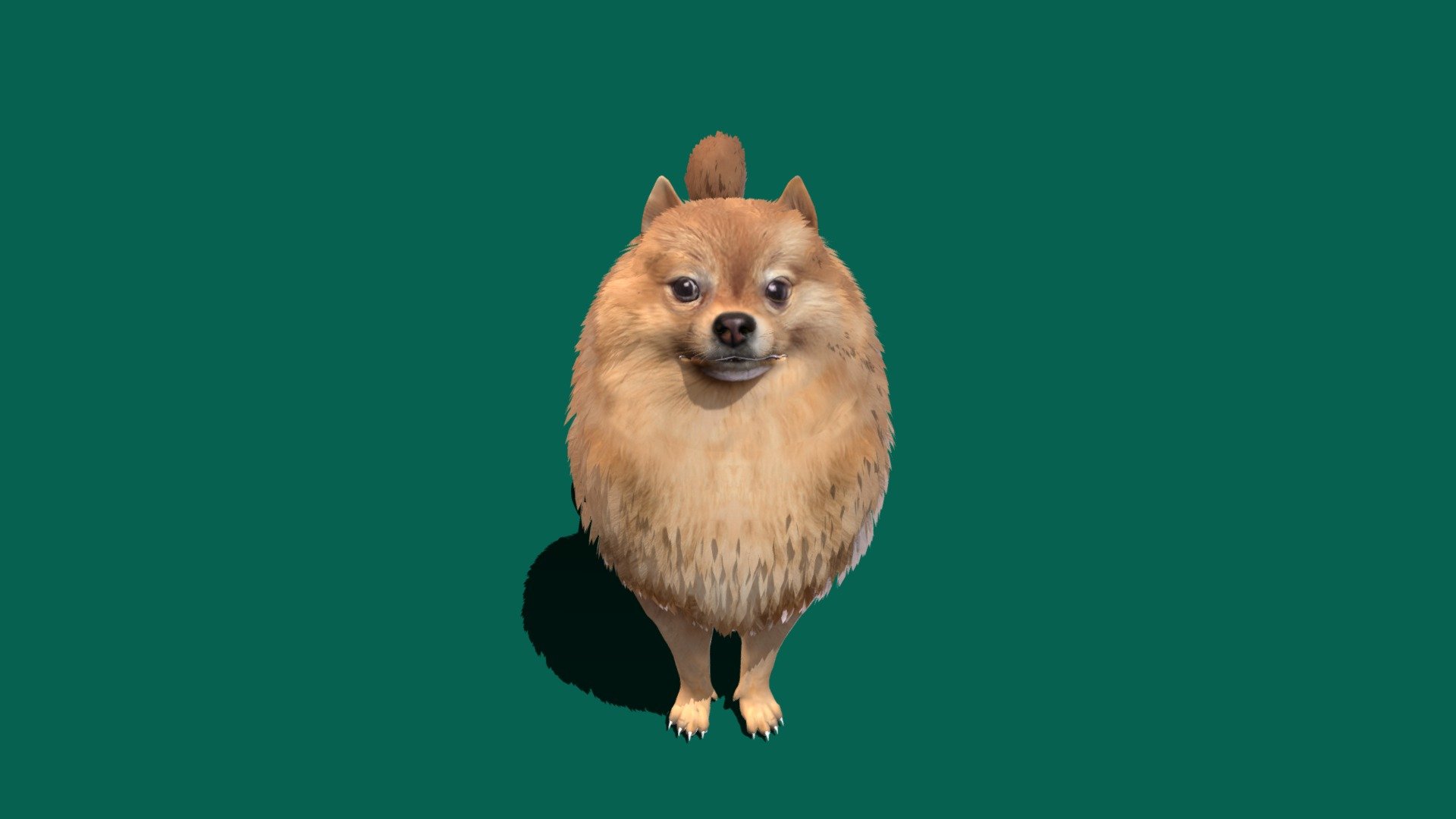 Pomeranian Spitz 3d model