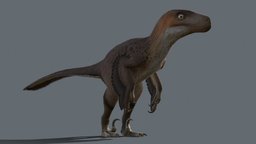 Utahraptor