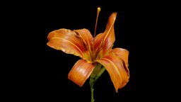 Orange day-lily