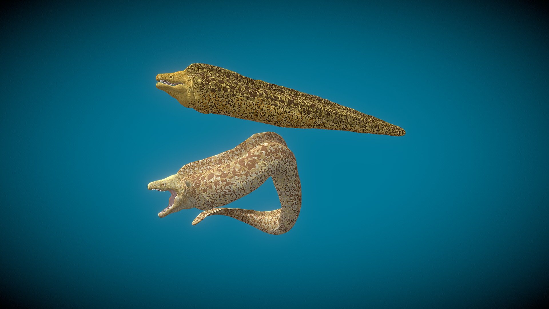 Moray Eel 3d model