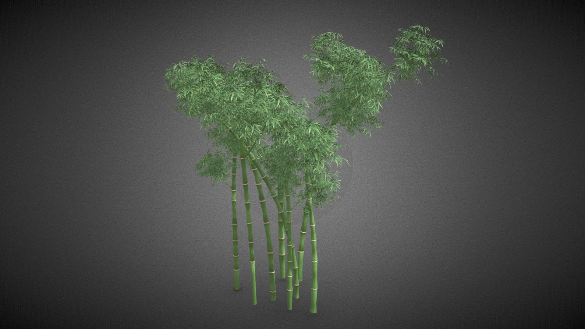 Bamboo tree 3d model