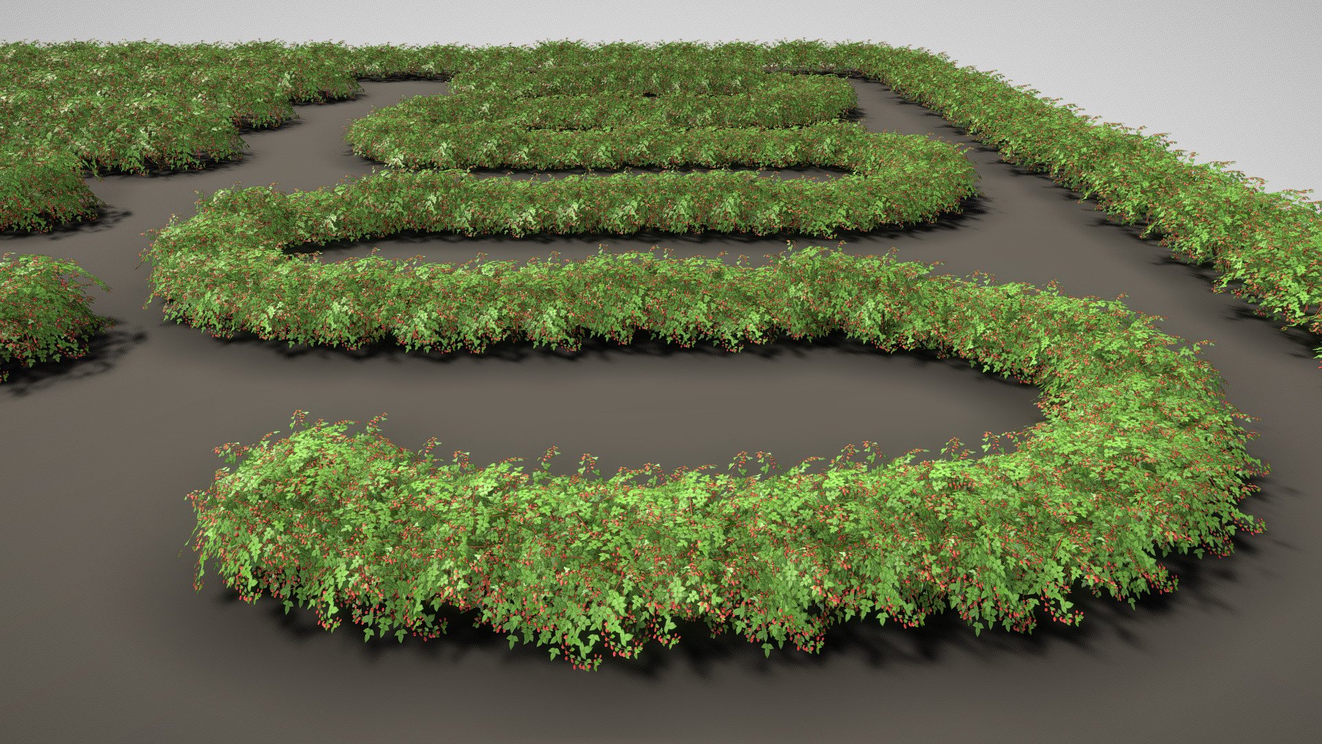 Raspberry Bush / Hedge (Test) 3d model