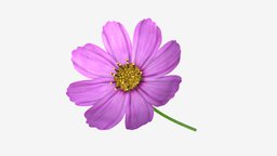 Flower Aster Cosmos bipinnatus