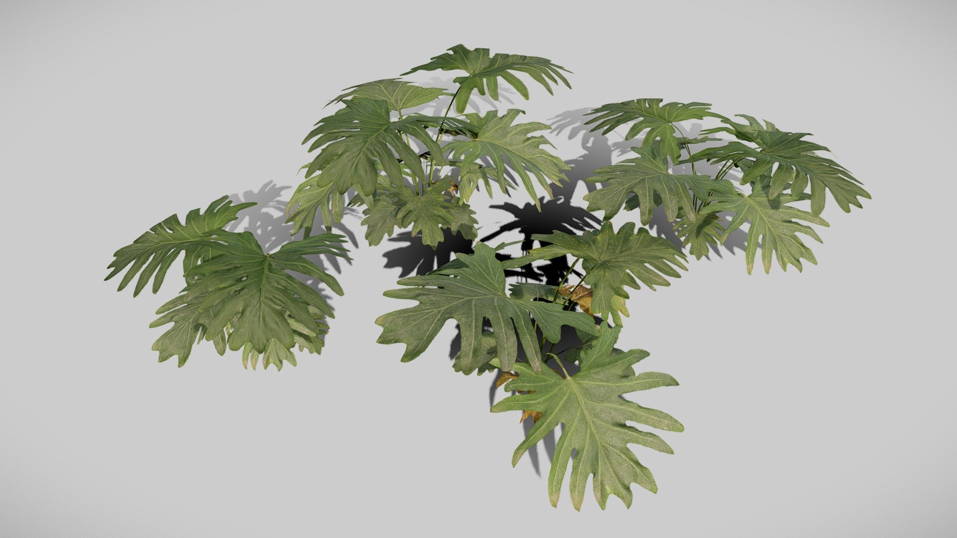 Philodendron Plant 3d model