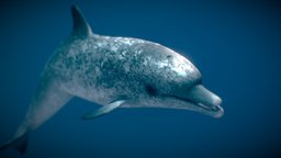 Atlantic Spotted Dolphin