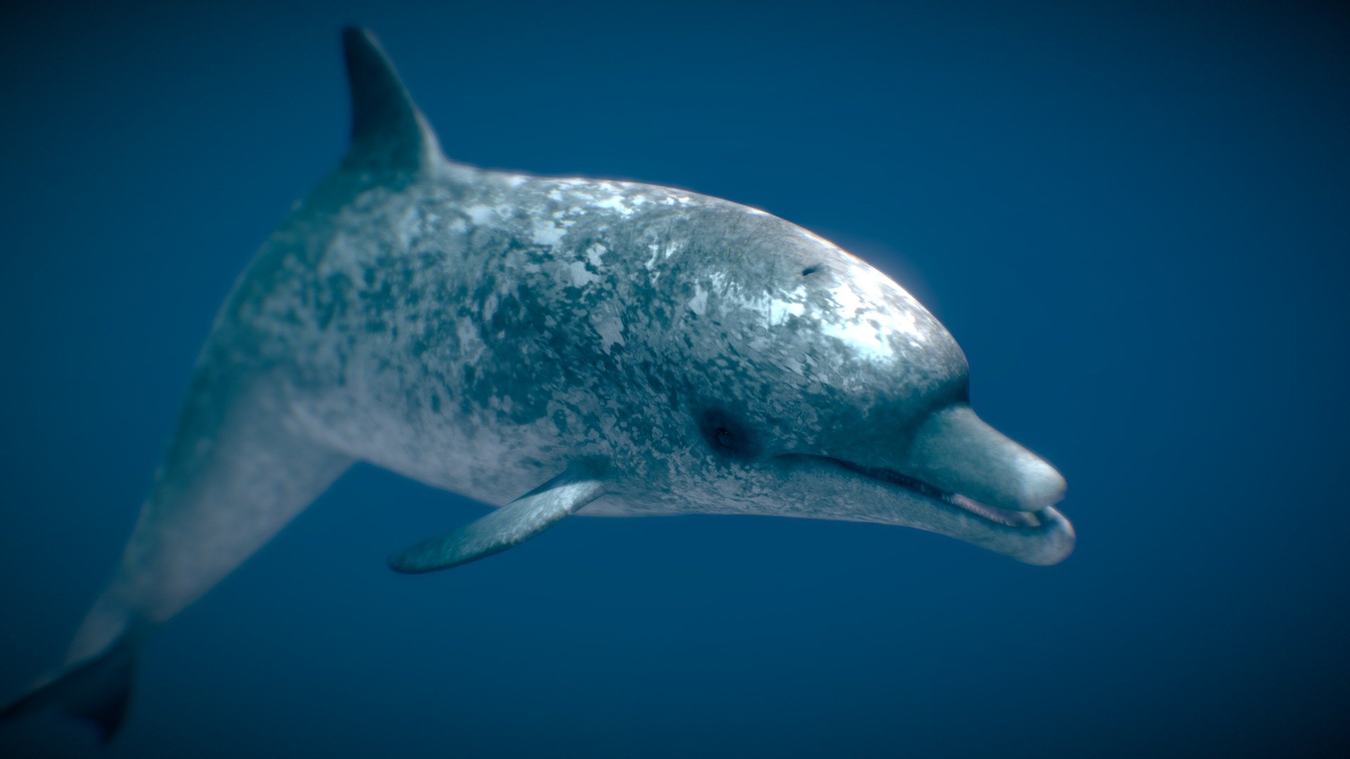 Atlantic Spotted Dolphin 3d model