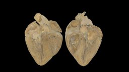 Porcine Heart Anatomical Plane #0001