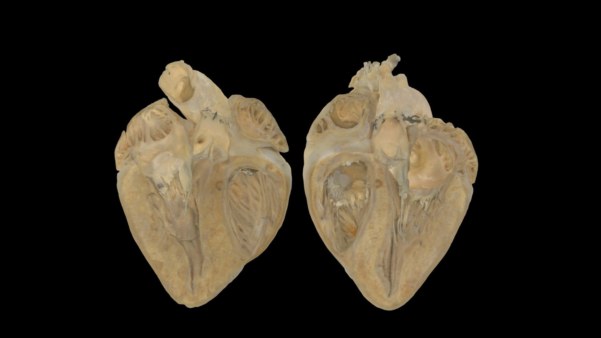 Porcine Heart Anatomical Plane #0001 3d model