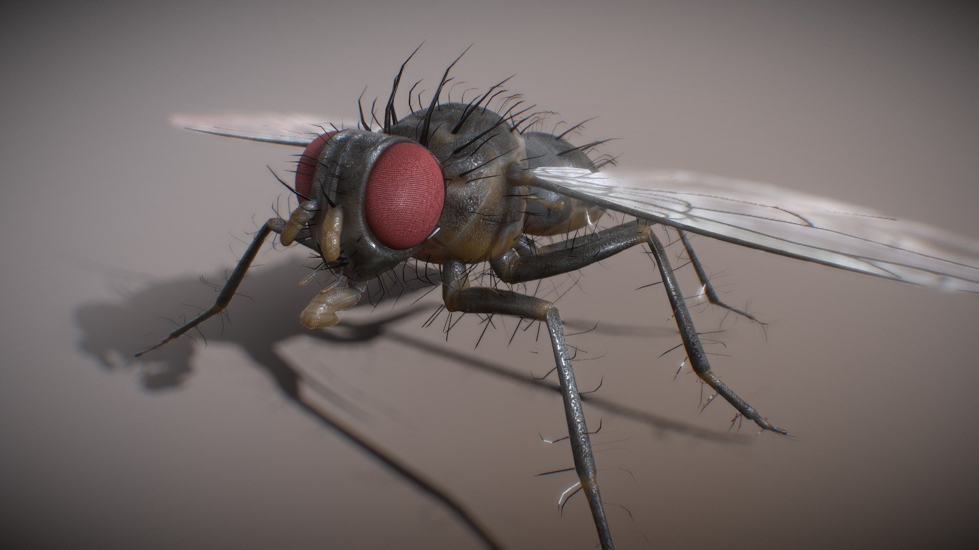 Diptera fly 3d model