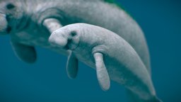 West Indian Manatee ( Mother and son )