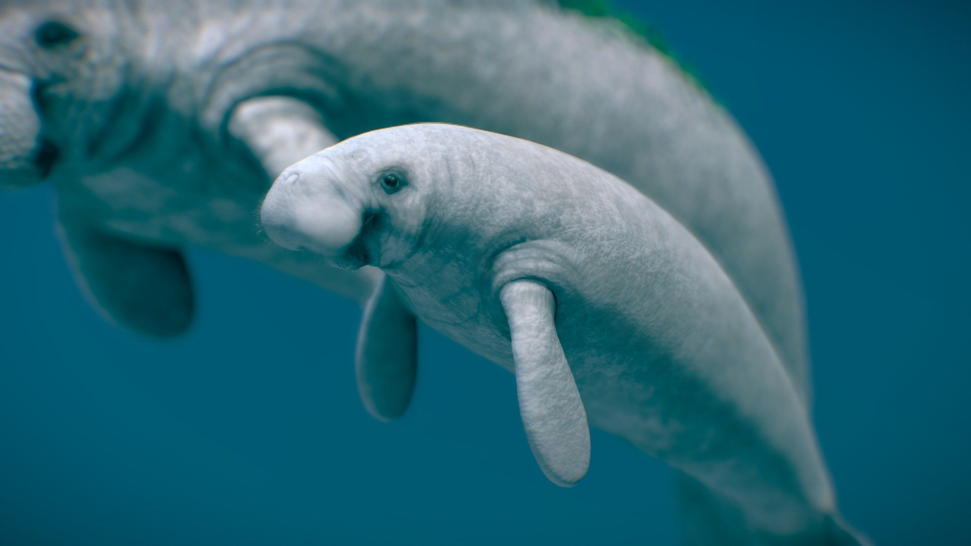 West Indian Manatee ( Mother and son ) 3d model