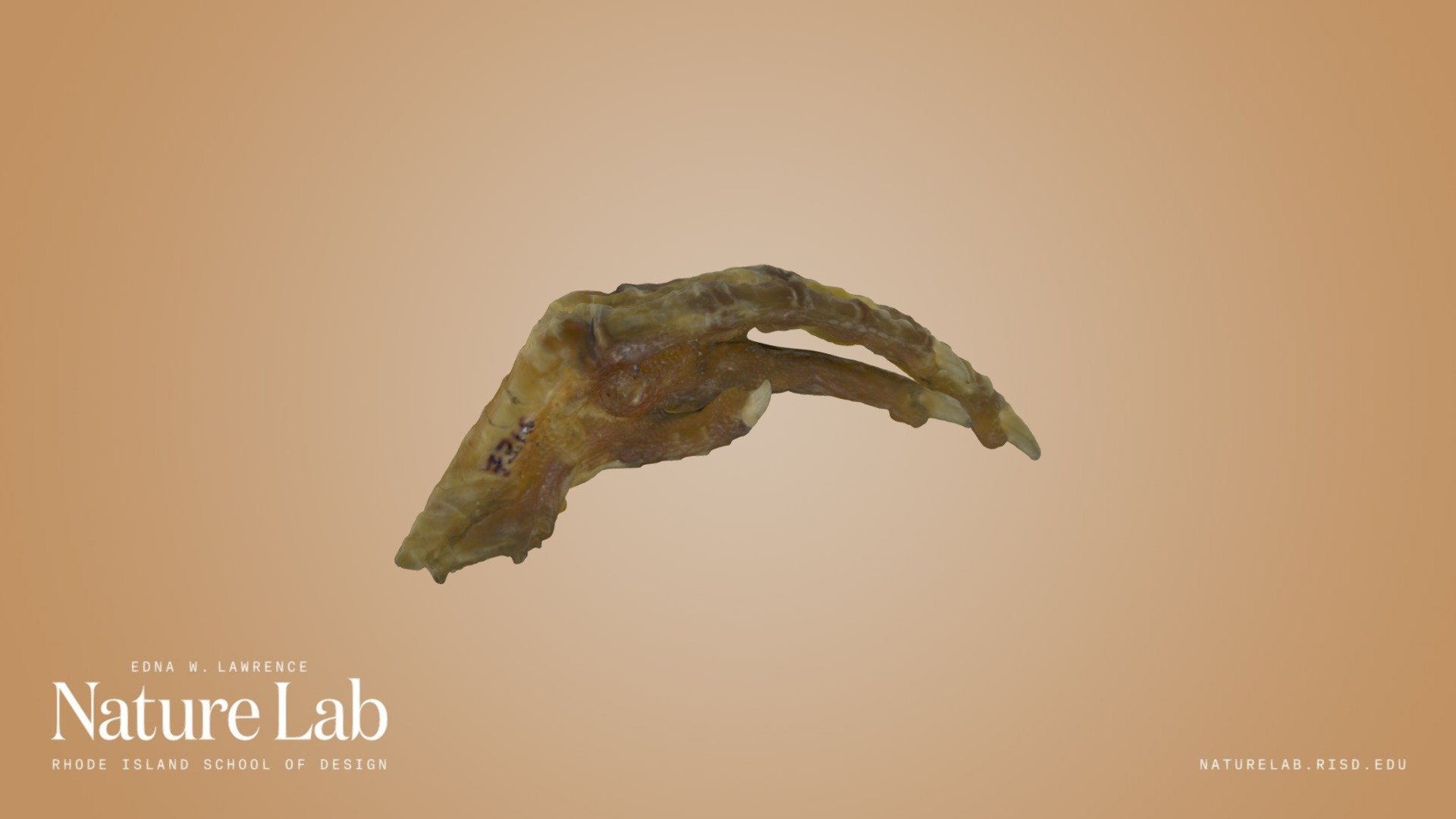 Chicken Foot 3d model