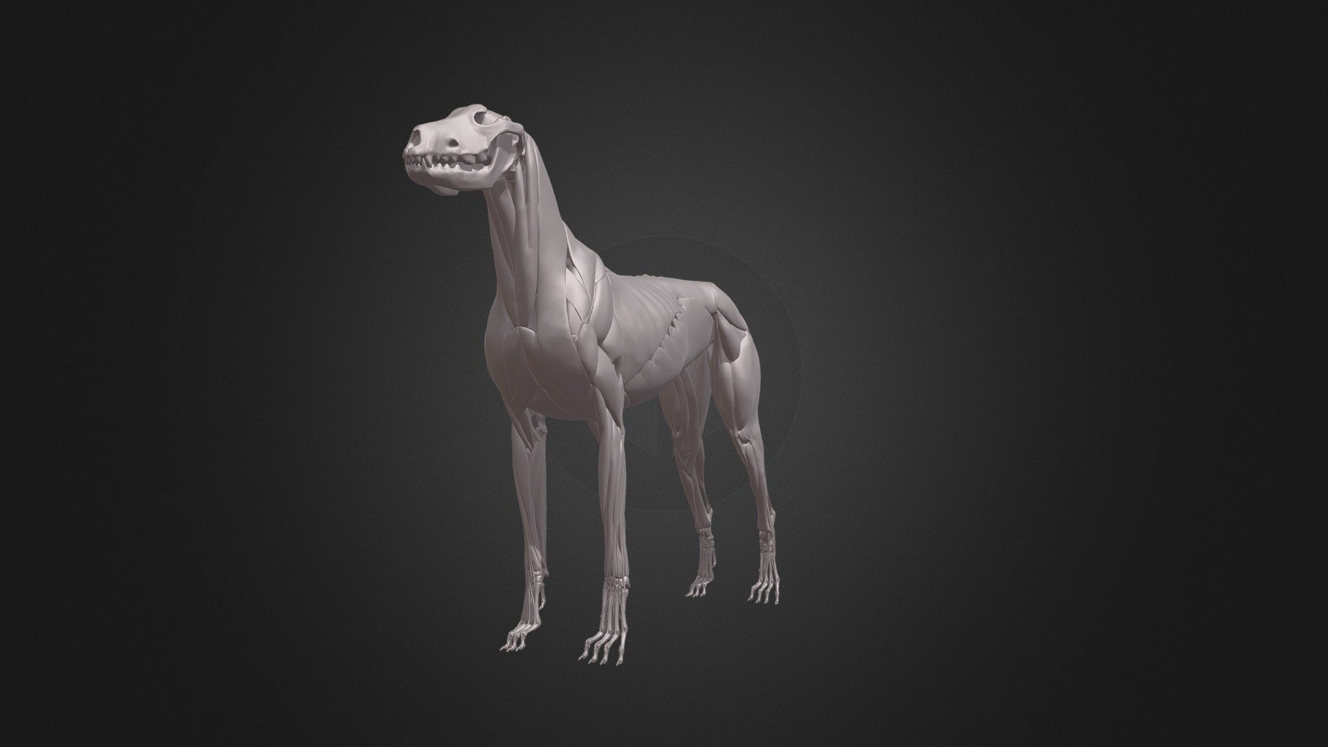 DOG ANATOMY 3d model