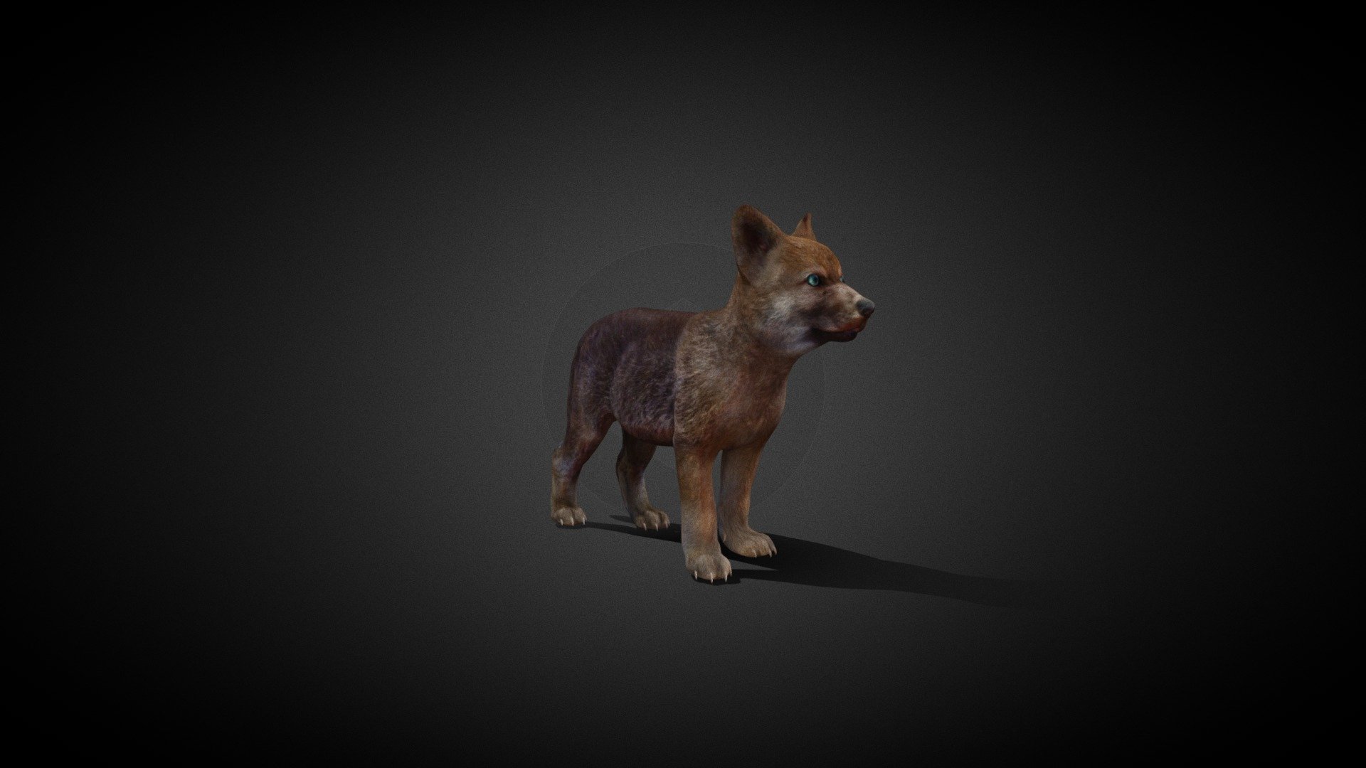 Baby Wolf 3d model