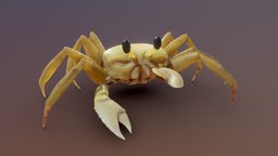 Ghost Crab