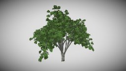 American Elm Tree