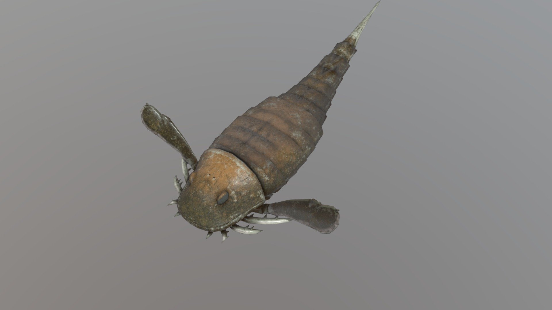 Parahughmilleria hefteri 3d model