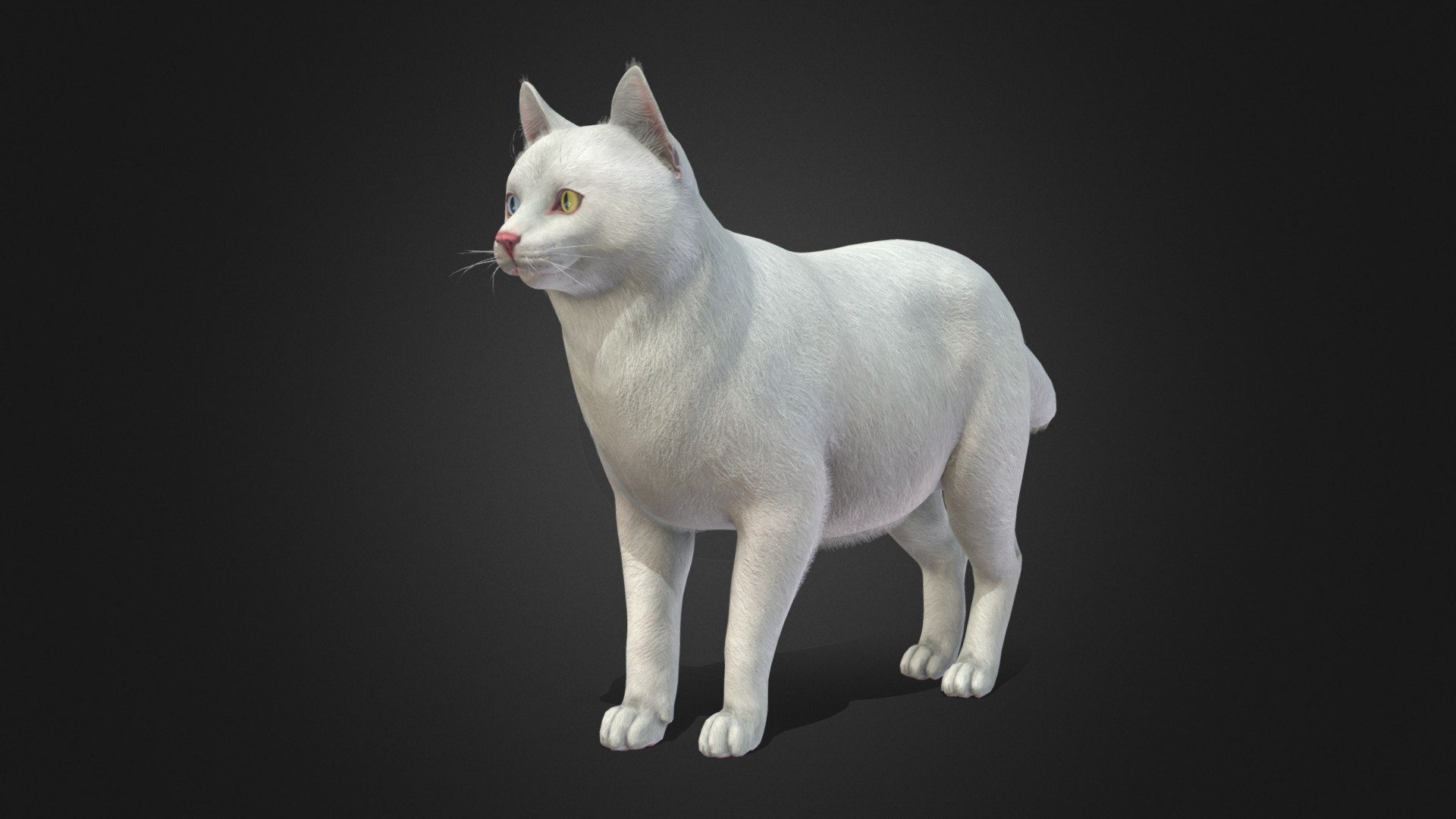 Cat Fat 3d model