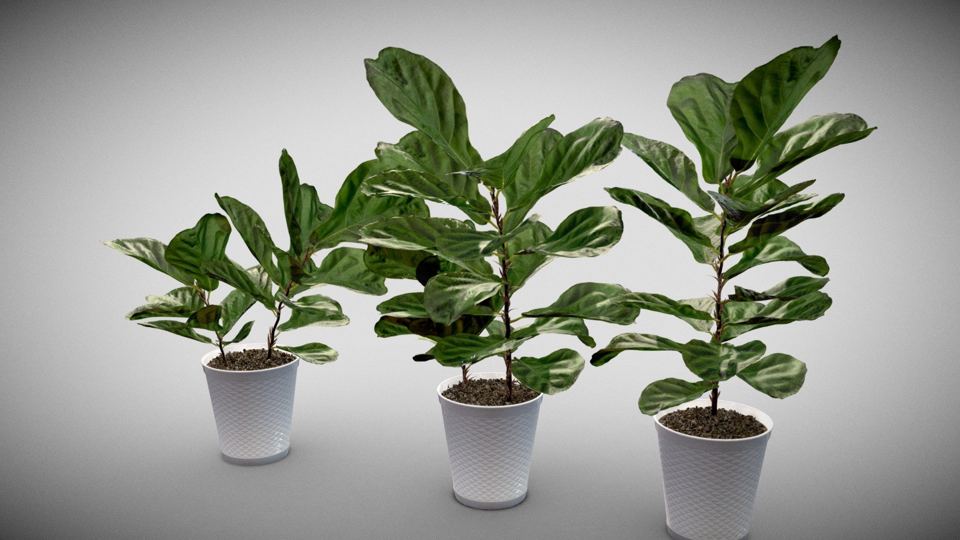 Plant- Fiddle Leaf Fig-HD 3d model