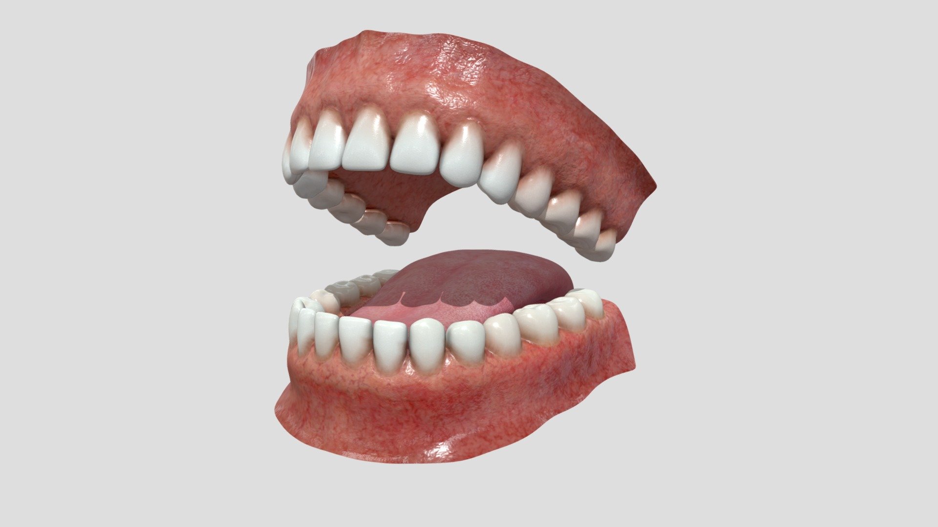 Teeth 3d model