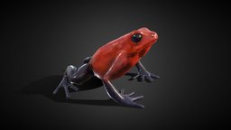 Strawberry Poison Dart Frog 3D, Low Poly