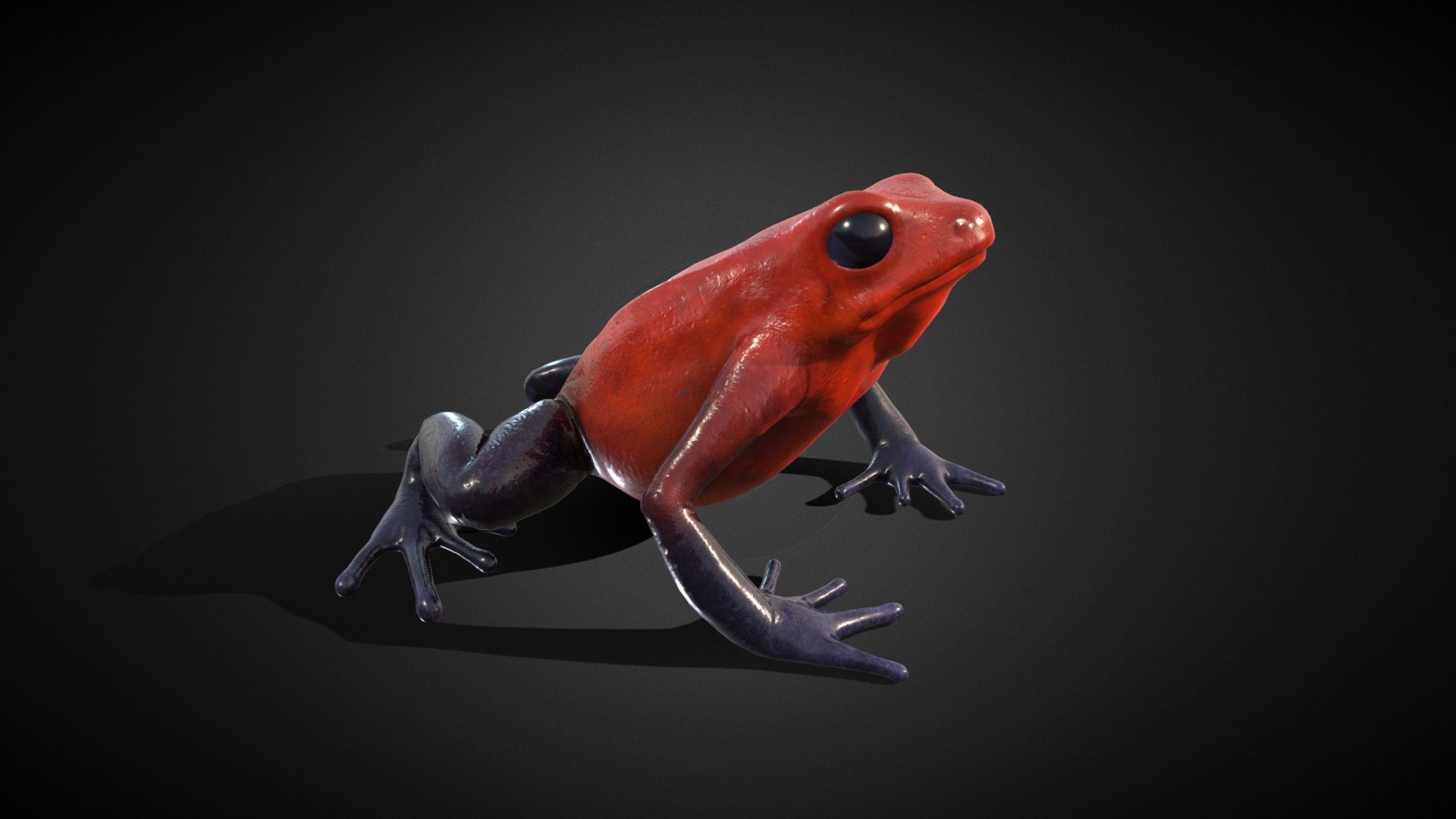 Strawberry Poison Dart Frog 3D, Low Poly 3d model