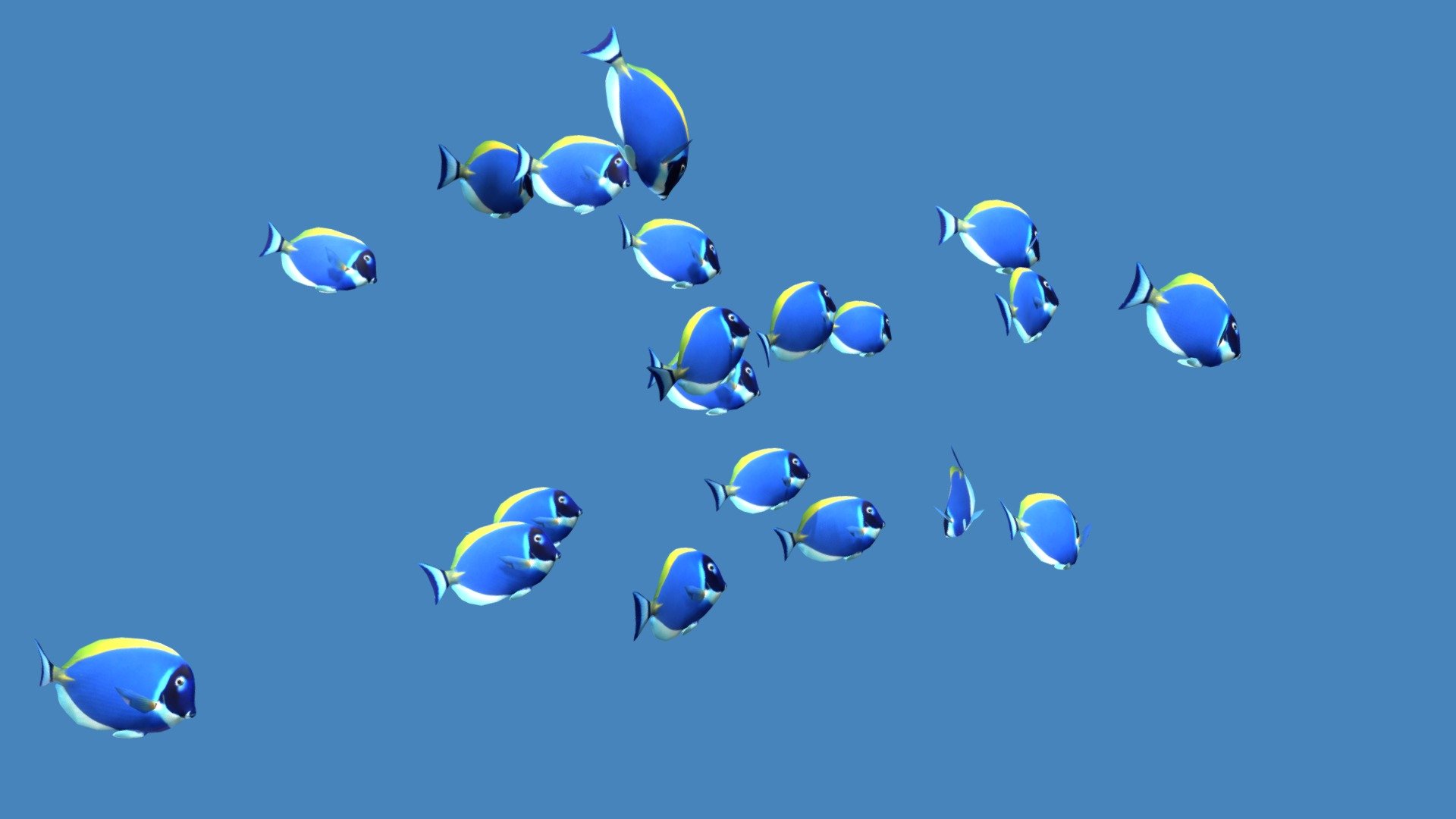 Blue Tangs 3d model