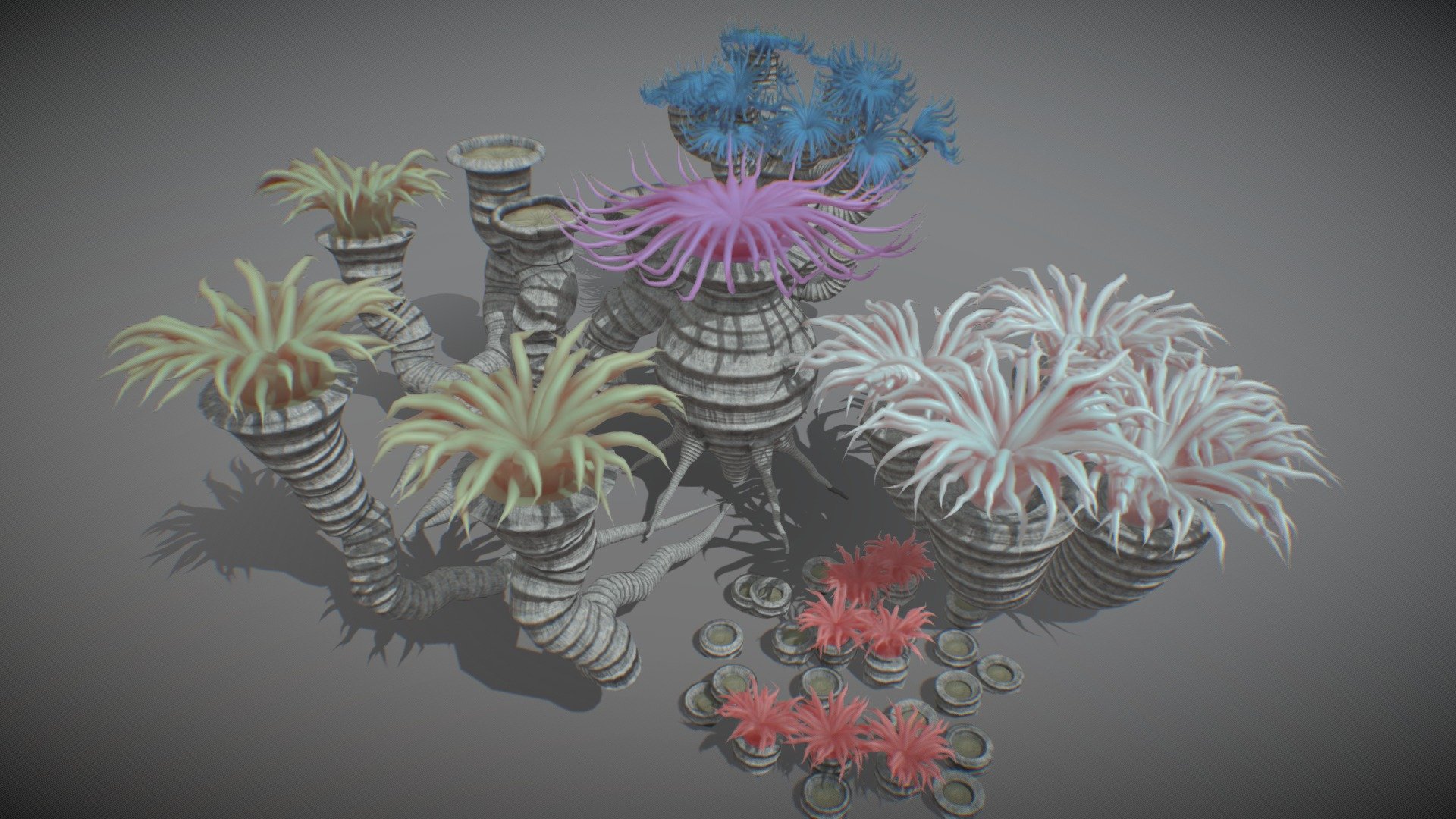 Rugose corals 3d model