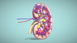 Human Kidney Cross Section