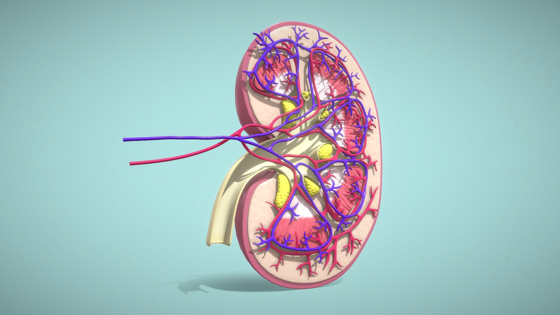 Human Kidney Cross Section 3d model