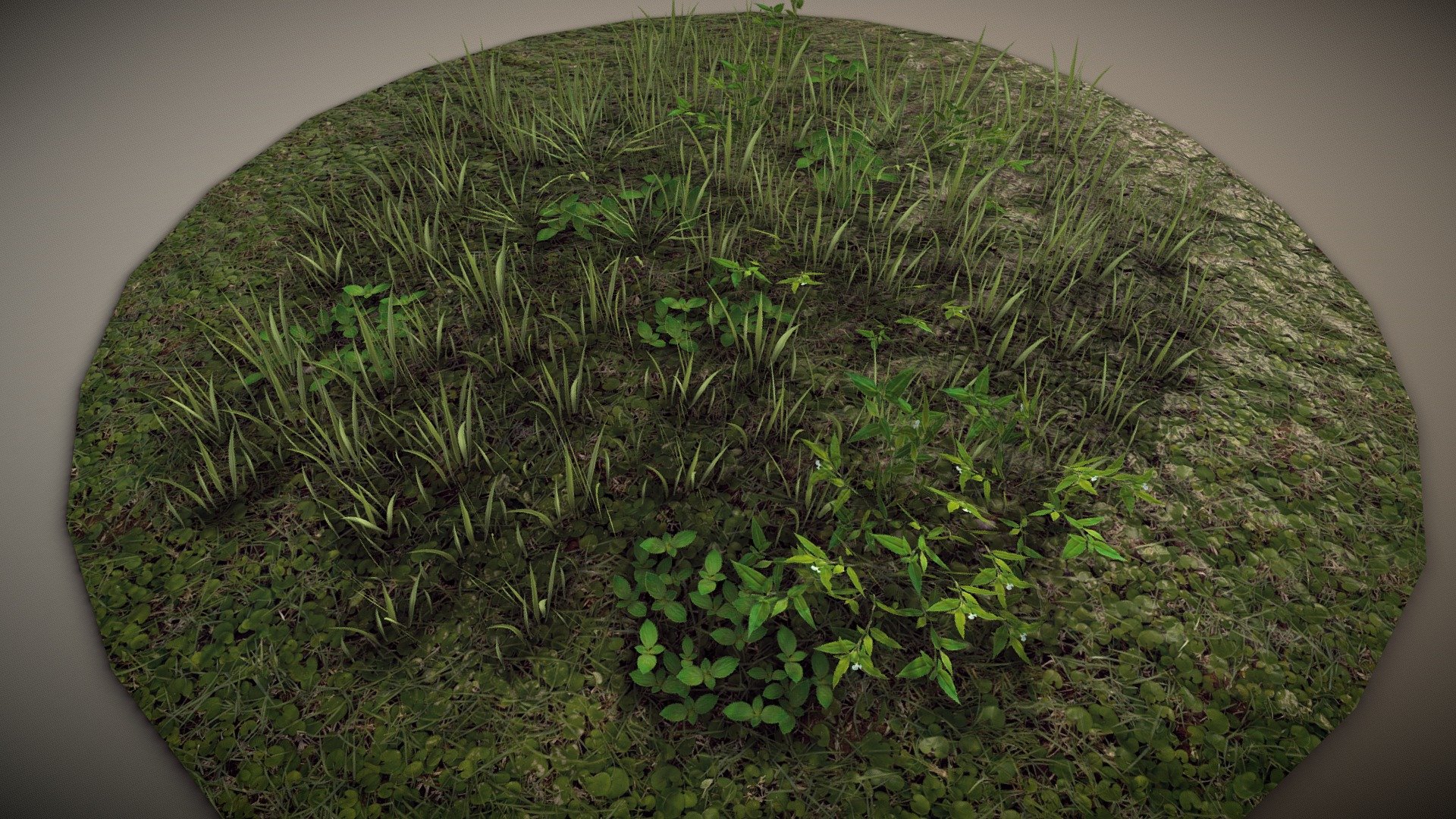 Ground Foliage 3d model