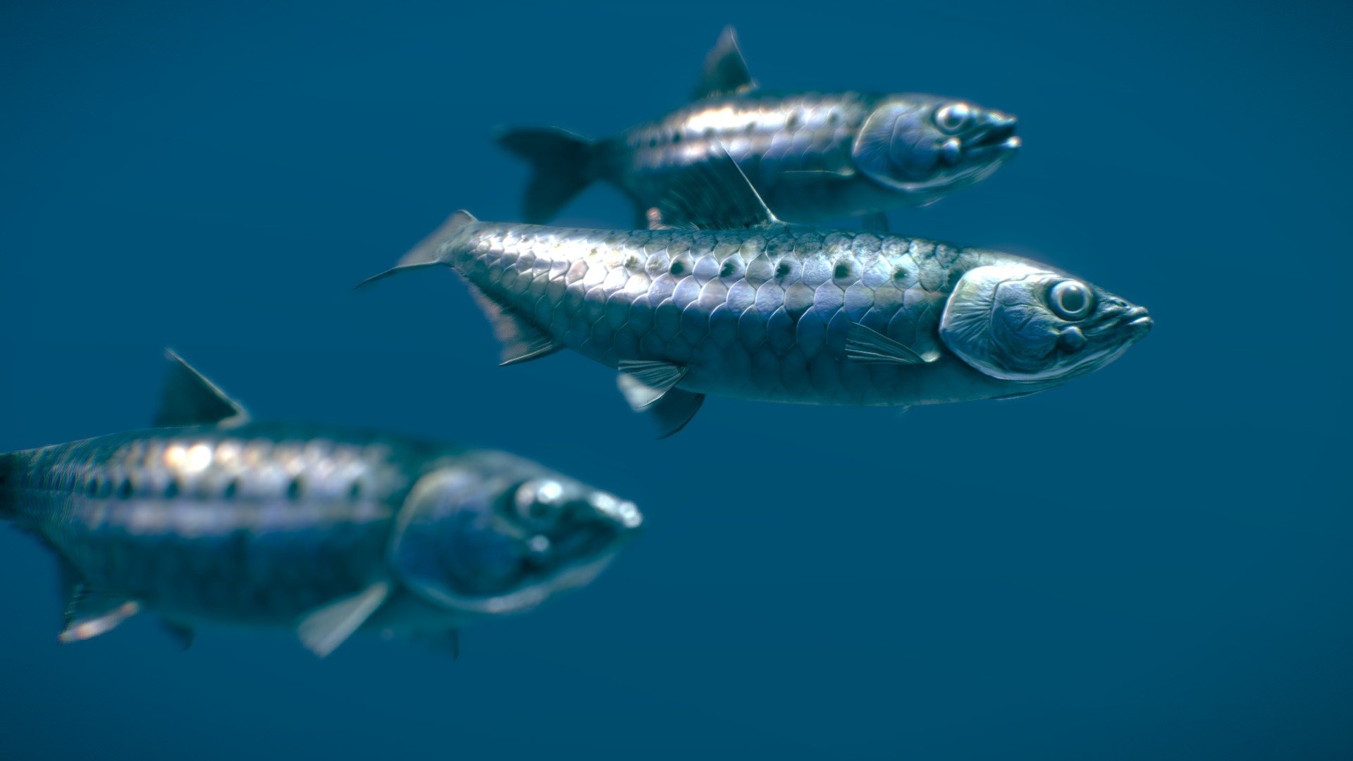 European Pilchard 3d model