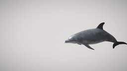 Bottlenose Dolphin