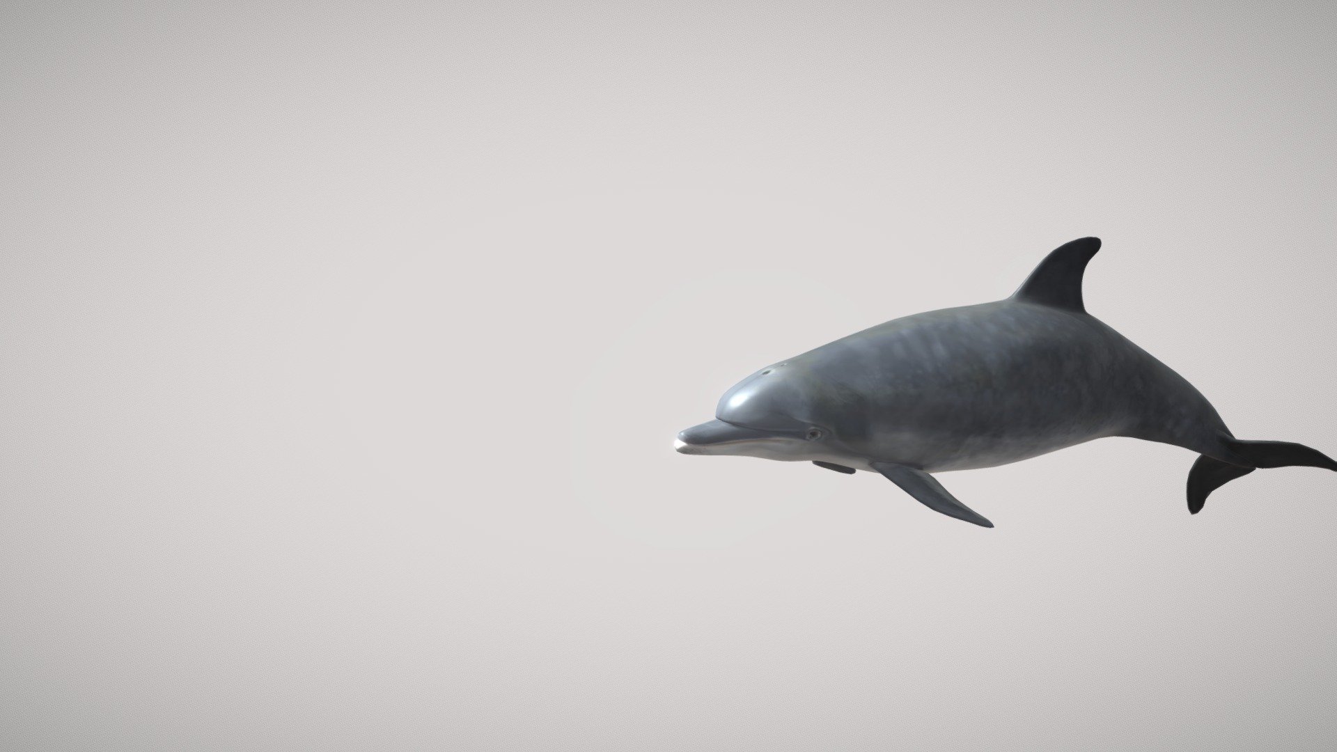 Bottlenose Dolphin 3d model