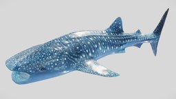 Whaleshark