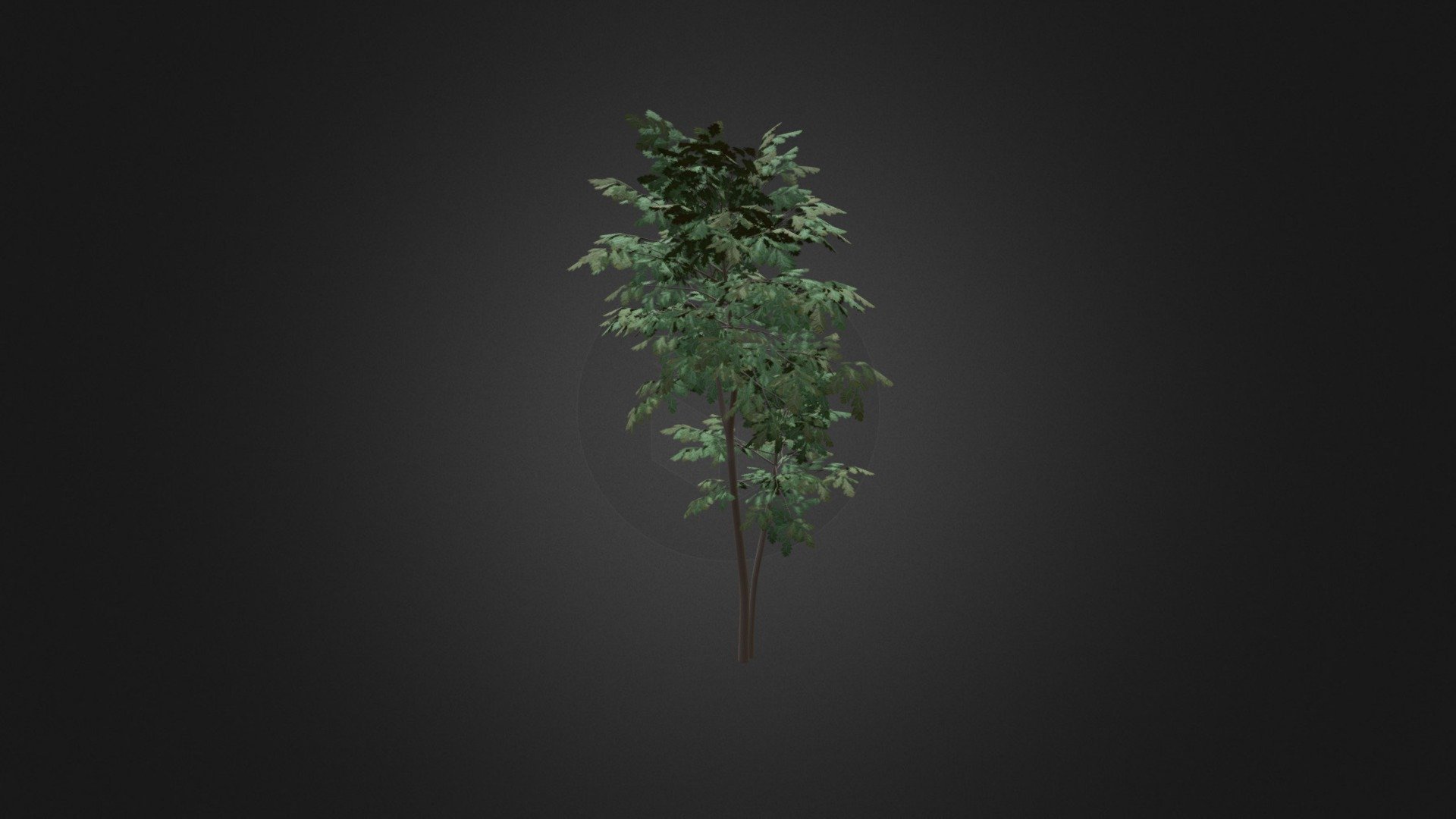 Pedunculate Oak (Quercus Robur) 2.4m 3d model