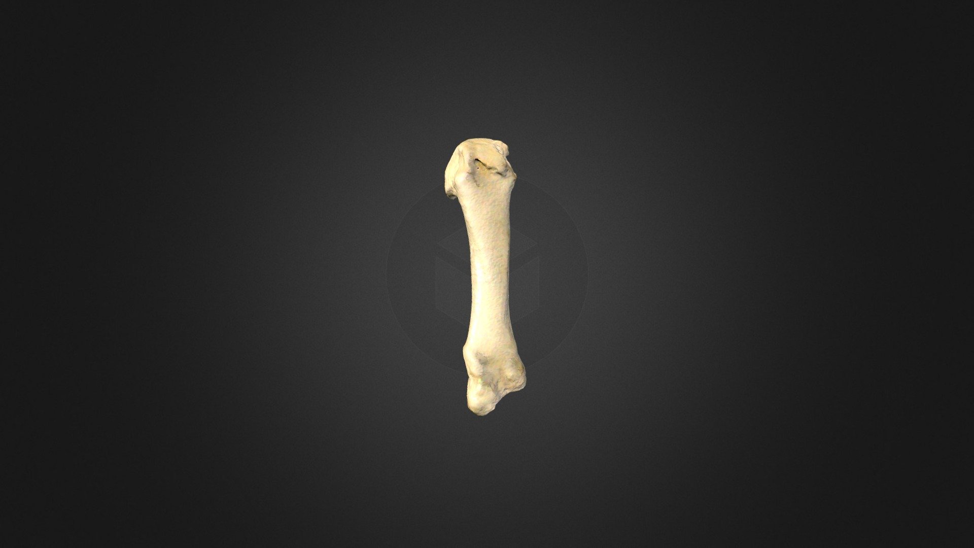 Tercer Metacarpiano / Third Metacarpal 3d model